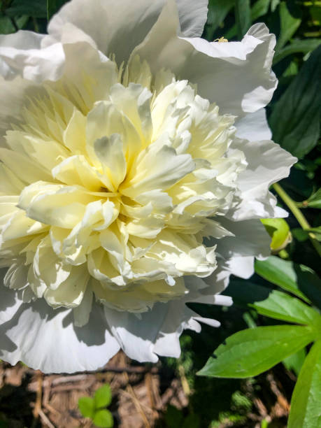 istock Large white flower in garden 1251387349