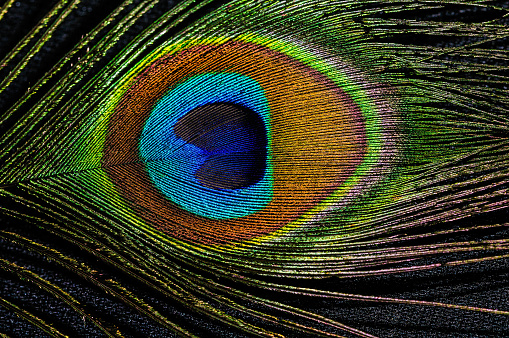 Colorful peacock feather background