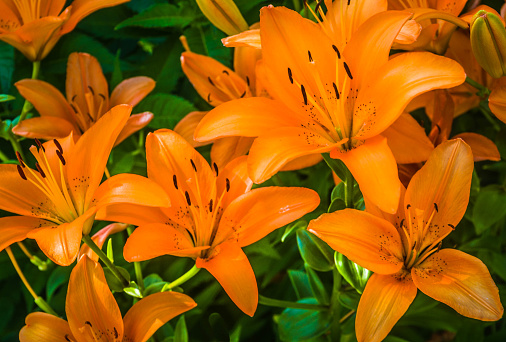 Close-up of the flower of an orange lily (Lilium Bulbiferum) and with buds, top view.