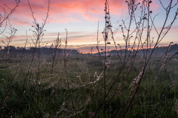 istock Large spider web on dry grass in the field. Sunrise through the web. 1251388546