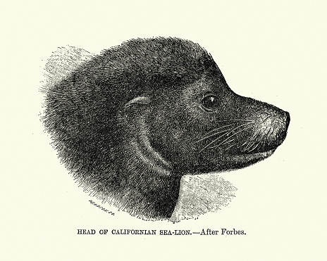 Vintage illustration of California sea lion (Zalophus californianus) a coastal eared seal native to western North America