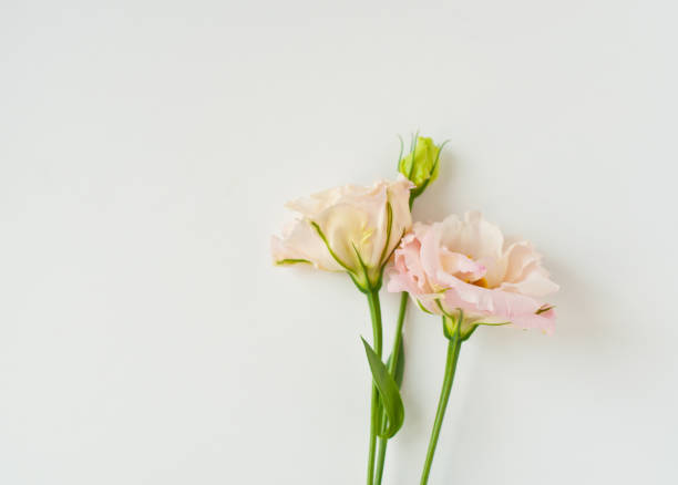istock Beautiful  white eustoma flower (lisianthus) in full bloom with green leaves. 1251388906