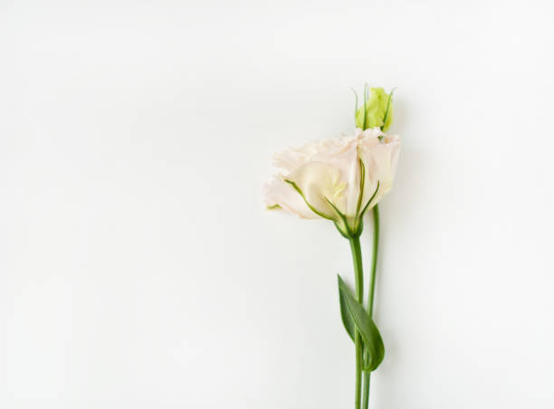 istock Beautiful  white eustoma flower (lisianthus) in full bloom with green leaves. 1251388942