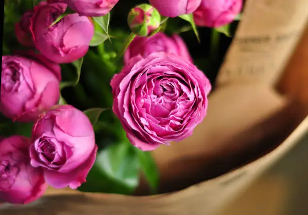 Beautiful pink pion-shaped rose.Bouquet Shrub roses.