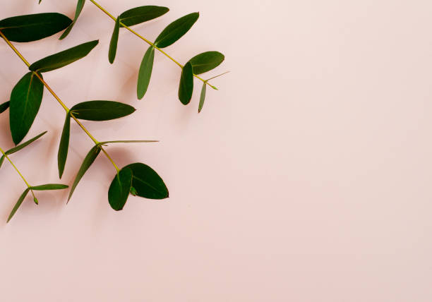 istock Eucalyptus branches on pink background  Flat lay, top view. 1251389854
