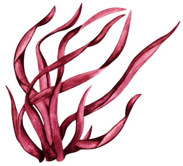 akwarela czerwone algi, wodorosty - red seaweed stock illustrations