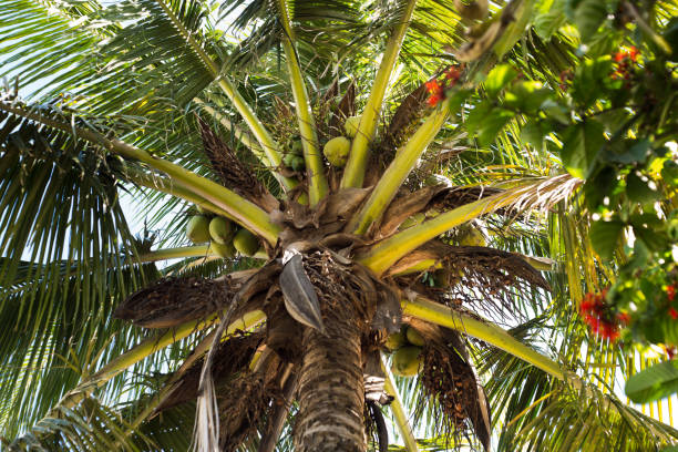 istock View from below of the coconut tree 1251390011
