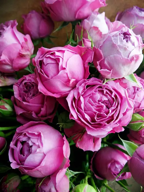 Beautiful pink pion-shaped rose.Bouquet Shrub roses."t