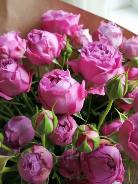 Beautiful pink pion-shaped rose.Bouquet Shrub roses."t