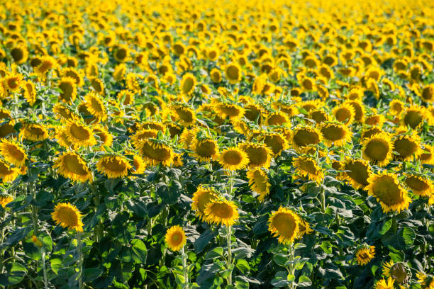 Field of Common Sunflowers, Sacramento Valley, California stock photo