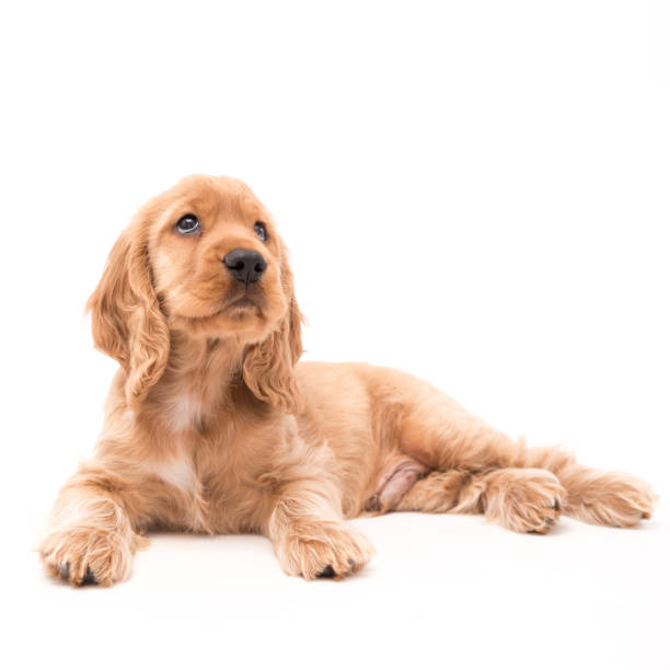istock Young Cocker Spaniel Puppy looking up isolated against a white background 1251390394