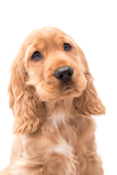istock Young Cocker Spaniel Puppy isolated against a white background 1251390406