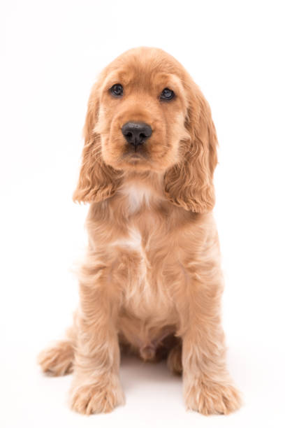 istock Young Cocker Spaniel Puppy isolated against a white background 1251390426