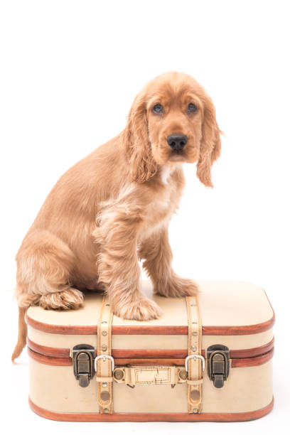 istock Young Cocker Spaniel Puppy isolated against a white background 1251390428