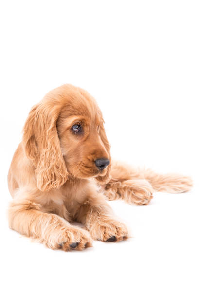 istock Young Cocker Spaniel Puppy isolated against a white background 1251390448
