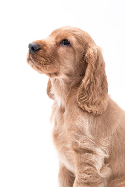 istock Young Cocker Spaniel Puppy isolated against a white background 1251390463