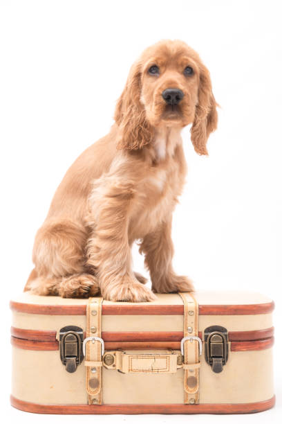 istock Young Cocker Spaniel Puppy isolated against a white background 1251390467