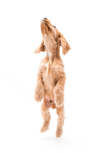 istock Young Cocker Spaniel Puppy isolated against a white background 1251390473