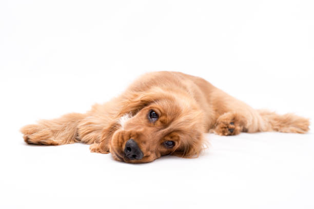 istock Young Cocker Spaniel Puppy isolated against a white background 1251390484