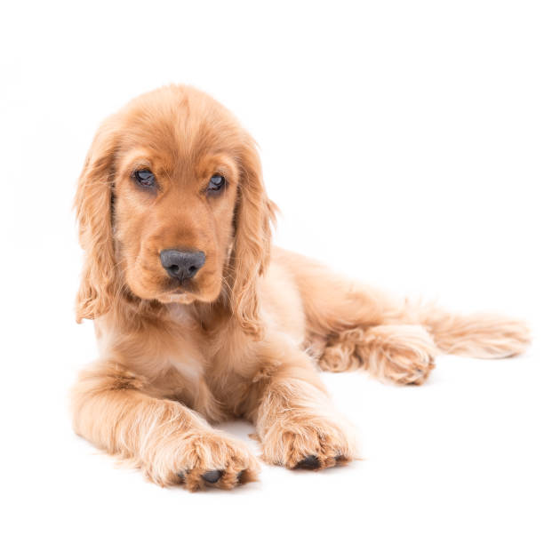 istock Young Cocker Spaniel Puppy isolated against a white background 1251390487