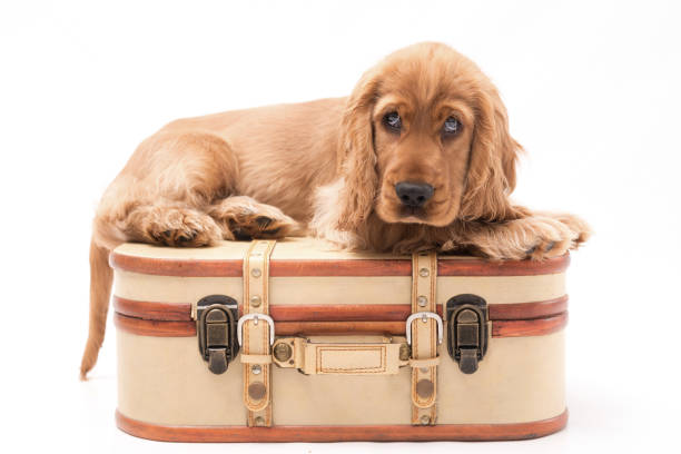 istock Young Cocker Spaniel Puppy isolated against a white background 1251390494