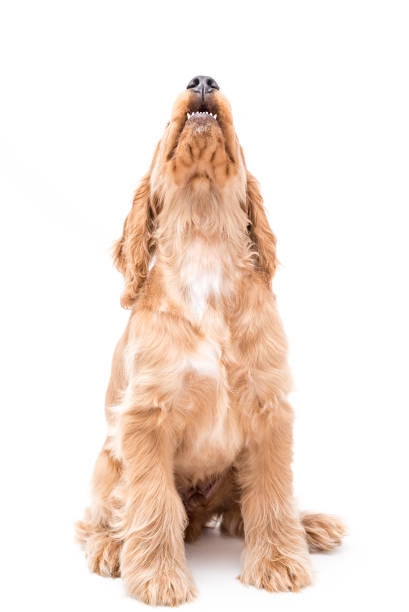 istock Young Cocker Spaniel Puppy isolated against a white background 1251390502