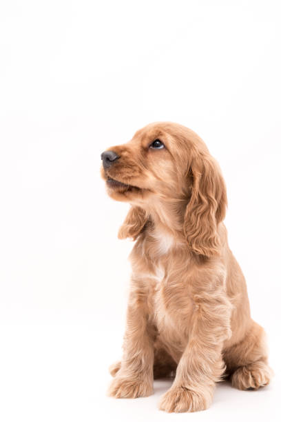 istock Young Cocker Spaniel Puppy looking up isolated against a white background 1251390525