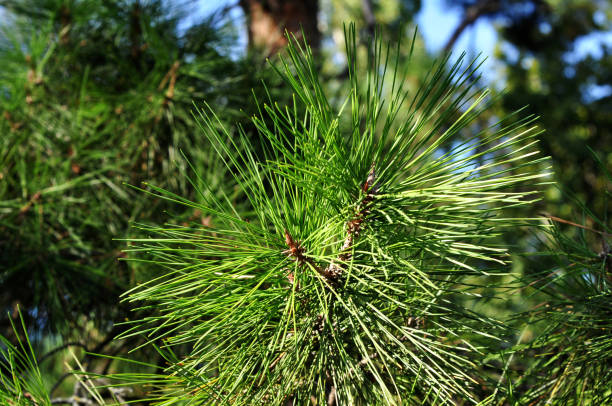 istock Green pine branches coniferous needles background closeup. 1251391083