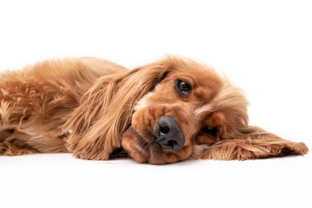 istock Young Cocker Spaniel Puppy isolated against a white background 1251391100