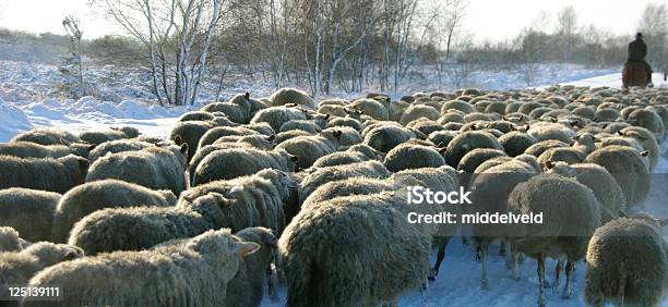 Sheeps Stock Photo - Download Image Now - Abundance, Agricultural Field, Agriculture