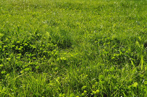 Green grass, green meadow in the sunlight