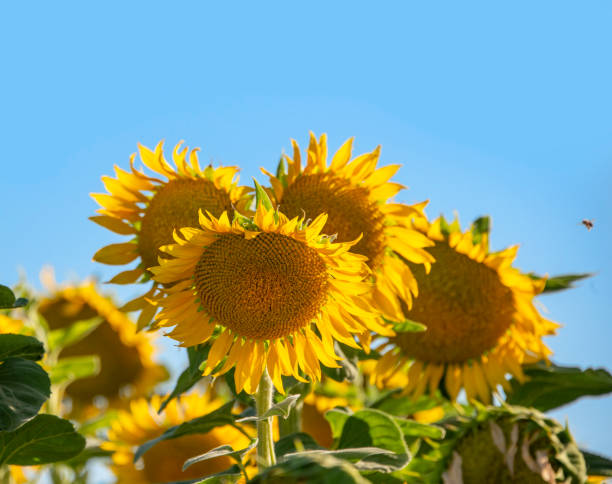Vibrant Yellow Common Sunflowers in Northern California stock photo