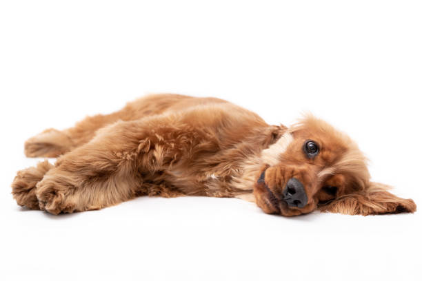istock Young Cocker Spaniel Puppy isolated against a white background 1251391234