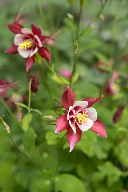 istock Pretty pink columbine flower. 1251395099