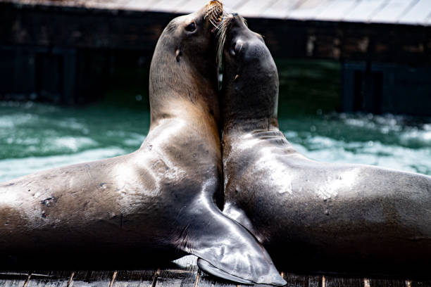 istock Two seals wrestling on a dock 1251395519
