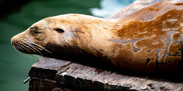 istock Close up of a seal head and torso 1251395527