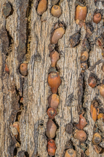 istock Acron Woodpecker acorn tree granary, Melanerpes formicivorus. 1251397001