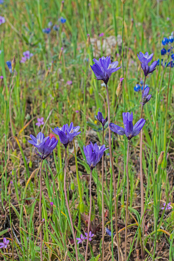 Dichelostemma capitatum or Dichelostemma pulchellum, called blue dicks, purplehead and brodiaea Pepperwood Preserve; Santa Rosa;  Sonoma County, California
