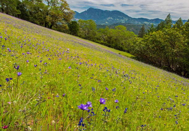 istock Dichelostemma capitatum or Dichelostemma pulchellum, called blue dicks, purplehead and brodiaea Pepperwood Preserve; Santa Rosa;  Sonoma County, California 1251397225