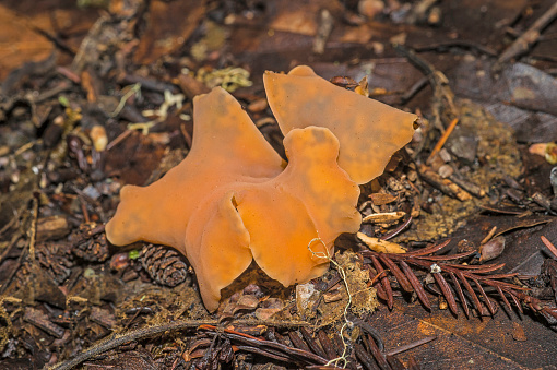 Apricot jelly mushroom from the forest floor under redwoods in Sonoma County, California. Guepinia helvelloides