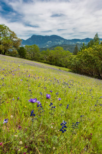 istock Dichelostemma capitatum or Dichelostemma pulchellum, called blue dicks, purplehead and brodiaea Pepperwood Preserve; Santa Rosa;  Sonoma County, California 1251398005