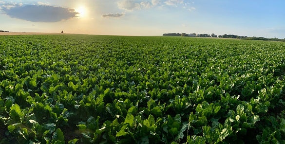 Man is looking at a panoramic sunset Over a sugar beet field  in the Limburg country