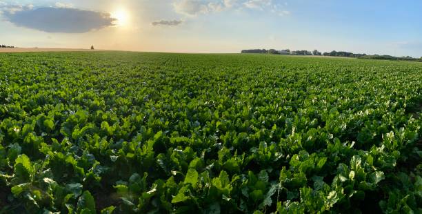 panoramic sugar beet field - sugar beet beet field vegetable imagens e fotografias de stock