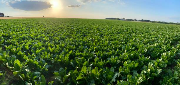 panoramic sugar beet field - sugar beet beet field vegetable imagens e fotografias de stock