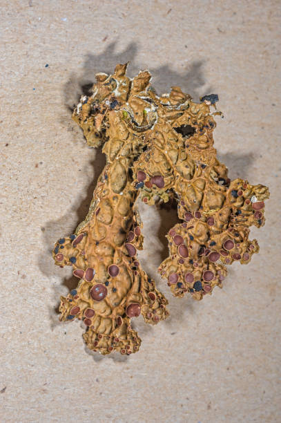 istock Dimpled specklebelly; Pseudocyphellaria anthraspis. Lichen. Pepperwood Preserve; Santa Rosa;  Sonoma County, California 1251398203