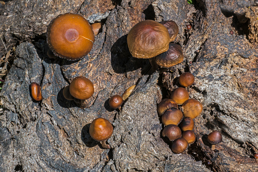 Deconica coprophila, commonly known as the dung-loving Psilocybe, is a species of mushroom in the Strophariaceae family. Pepperwood Preserve; Santa Rosa;  Sonoma County, California