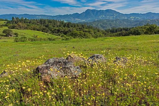 Creamcups, Platystemon californicus, is a monotypic genus of flowering plants in the poppy family containing the single species. Pepperwood Preserve; Santa Rosa;  Sonoma County, California