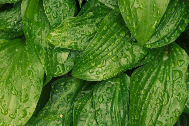 istock morning dew rain drop in forest green leaves textured surface macro nature scenic view background photography 1251399156