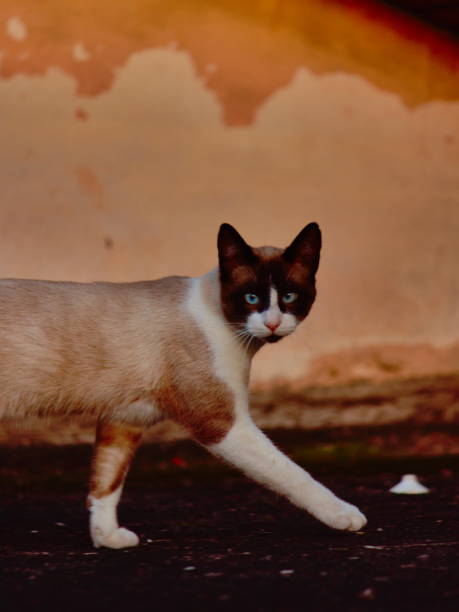 istock cat walking, looking directly at the camera, with an orange wall in the background. 1251402206