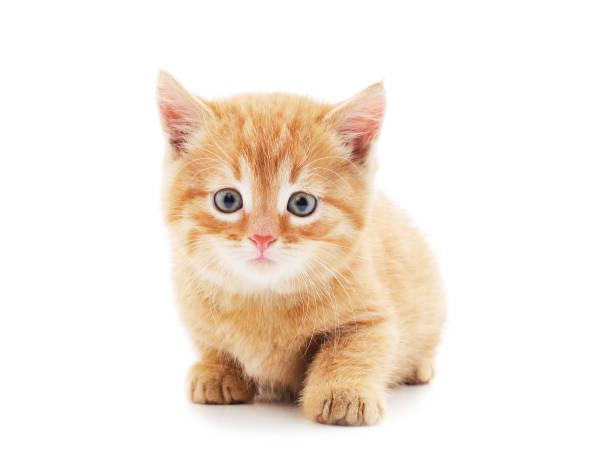 Little red kitten . Little red kitten isolated on a white background. kitten photos stock pictures, royalty-free photos & images